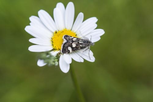 Réf. 245 776 : Eurrhypis pollinalis